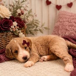 Emmie Faye - Cream female Goldendoodle puppy in Valdosta, Georgia from Designer Doodles of South GA