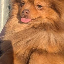 Baby - Chocolate and tan female Pomeranian puppy in Buck Valley, Pennsylvania from Buck Valley Pomeranians