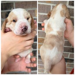 Female 3 - Red and white female Basset Hound puppy in Red Bay, Alabama from Maple Street Bassets
