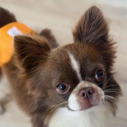 Wesley - Chihuahua