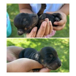 Girl 1 - Black and tan female Dachshund puppy in Orem, Utah from Miekca’s Dachshunds