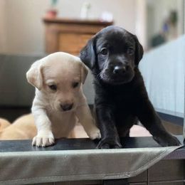 Labrador Retriever Puppies from Duck Creek Kennels