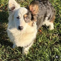 Harley - American Corgi