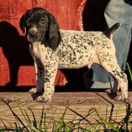 Claud - Black roan male German Shorthaired Pointer puppy in China Township, Michigan from Snell's Superior Kennel Dobermann & GSP