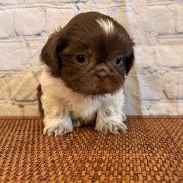 Boy 2 - male Shih Tzu puppy in Peoria, Arizona from Jodi’s Shihtzus