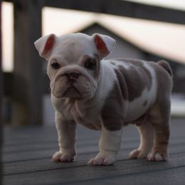 Boxer, Bulldog, and French Bulldog Puppies from Hillview Kennels