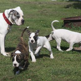 American Bulldog Puppies from Ferocia Kennels