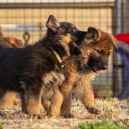 German Shepherd Puppies from vom Gannett