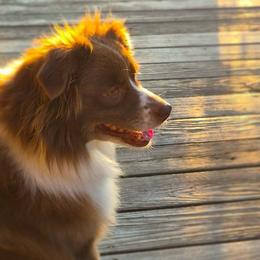 Penny - Miniature Australian Shepherd