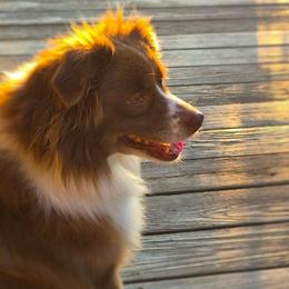 Penny - Miniature Australian Shepherd