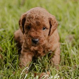 Ginger - Red  male Goldendoodle puppy in Patterson, California from Dooling Doodles