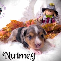 Nutmeg - Blue merle male Miniature Australian Shepherd puppy in Lubbock, Texas from Baby Storm Kennels