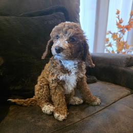 Green Collar Boy - Red  male Poodle puppy in Bristol, Tennessee from 4goldendoodles