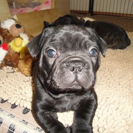 French Bulldog Puppies from Teri's French Bulldogs of West Texas