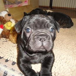 French Bulldog Puppies from Teri's French Bulldogs of West Texas