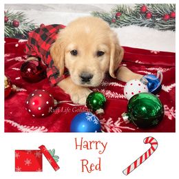 Golden Retriever Puppies from Ruff Life Goldens