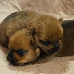 Girl 1 - Red wheaten female Norfolk Terrier puppy in Bristol, Tennessee from Holston Hollow Farm