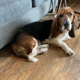 Fender - Basset Hound