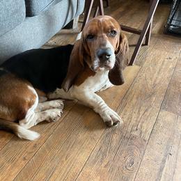 Fender - Basset Hound