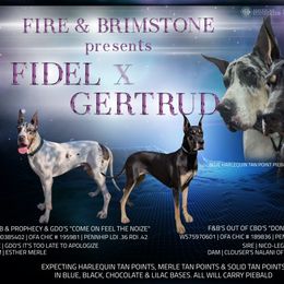 Great Dane puppies from F&B Kennels