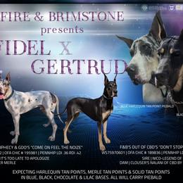 Great Dane puppies from F&B Kennels