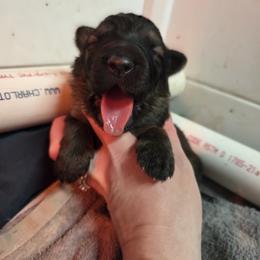 Red Collar Boy - Sable male German Shepherd puppy in Dallas, Pennsylvania from Mountainside German Shepherds
