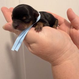 Kali - Black and tan female Yorkshire Terrier puppy in Georgia from Nalley Kennels