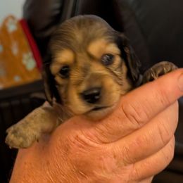 Frappuccino - Cream female Dachshund puppy in Kitty Hawk, North Carolina from Dare Devil Dachshunds