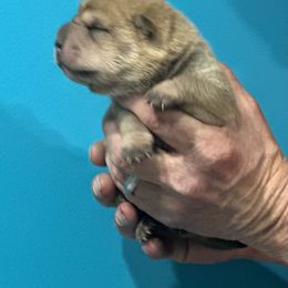 Pumpkin - Red fawn female Chinese Shar-Pei puppy in China, Michigan from Blackwitch Farms