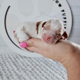 Gia - Blenheim female Cavapoo puppy in London, Kentucky from Blue Meadow Puppies