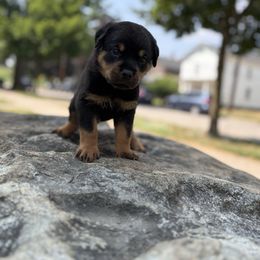 G3 (Lanvender) - Black and mahogany female Rottweiler puppy in Grand Rapids, Michigan from Rott-Squad Kennels