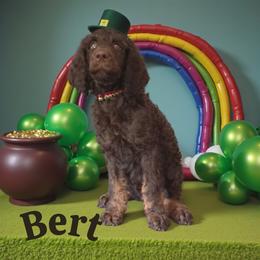 Bert - Phantom male Poodle puppy in Port Orange, Florida from Daytona’s Standard Poodles