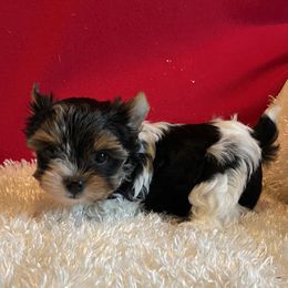 Tommy - Parti male Yorkshire Terrier puppy in Carleton, Michigan from Jo Smallwood