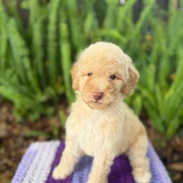 Castle - Cream female Goldendoodle puppy in Atlantic Beach, Florida from Glamorous Golden Doodles