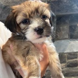 Boy 3 (blue collar) - Chocolate brindle male Havanese puppy in Osceola, Indiana from LUV my HAVAMALT