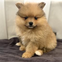 Cooper - Red sable male Pomeranian puppy in Park Valley, Utah from Designer Pomeranians