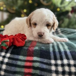 Parti coat male - Parti male Goldendoodle puppy in Ridgewood, New Jersey from Jessie’s Doodles