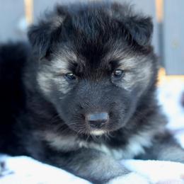 Luna - Black and white female Gerberian Shepsky puppy in Gorman, Texas from Bransford Paw Pack/Timber Huskies