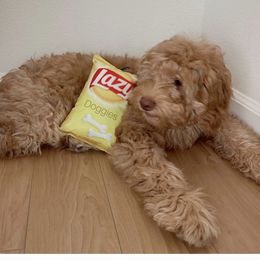 Australian Labradoodle and Labradoodle Puppies from Doodles_Ko
