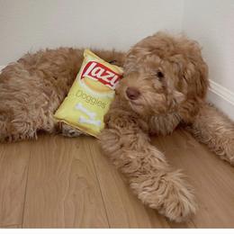 Australian Labradoodle and Labradoodle Puppies from Doodles_Ko