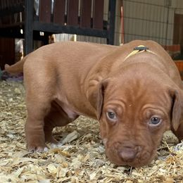 Boy 2 - Rhodesian Ridgeback puppy in Tryon, Oklahoma from Troubadour Ranch