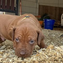 Boy 2 - Rhodesian Ridgeback puppy in Tryon, Oklahoma from Troubadour Ranch