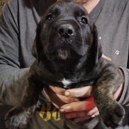 Orange boy - Brindle male Boerboel puppy in Dowagiac, Michigan from Flanders Kennels LLC