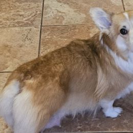 OLIVIA - Pembroke Welsh Corgi