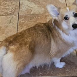 OLIVIA - Pembroke Welsh Corgi