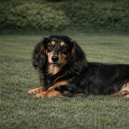 Jenny - Dachshund
