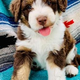 Aussiedoodles and Goldendoodles from Herriman Hills Doodles