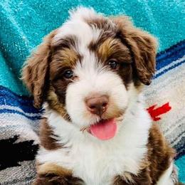 Aussiedoodles and Goldendoodles from Herriman Hills Doodles