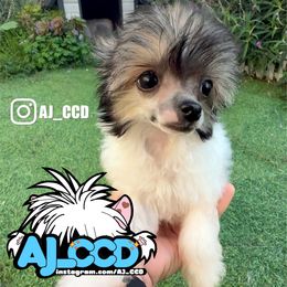 Rosie (Mini Baby face) - Black and white female Chinese Crested puppy in San Francisco, California from Aj_CCD