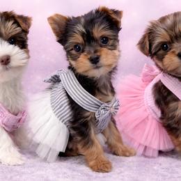Yorkshire Terriers from Bryan Ottesen